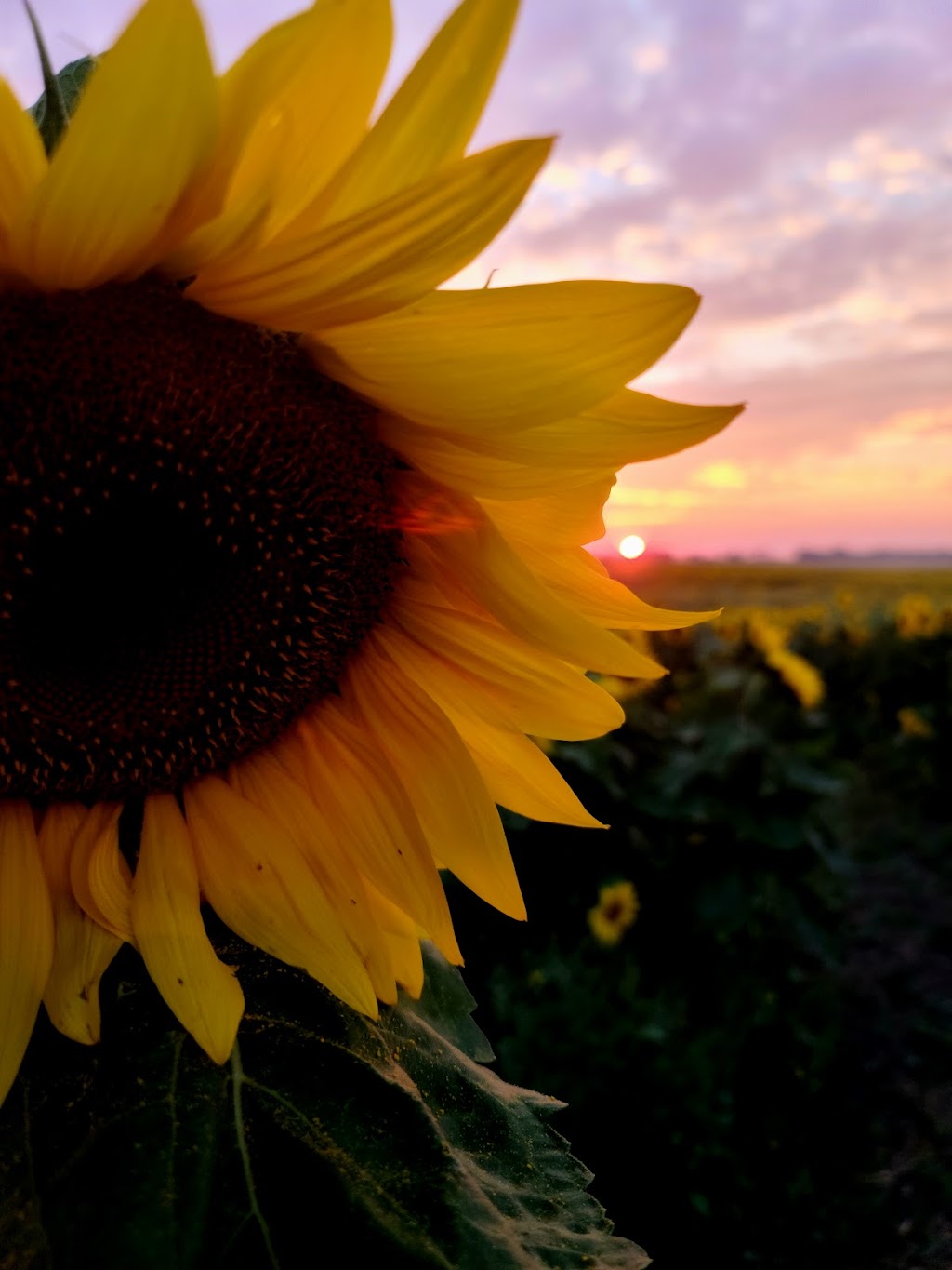 Sunflower Valley Farms | 25528 Township Rd 410, LACOMBE COUNTY, AB T4L 2N4, Canada | Phone: (403) 506-3374