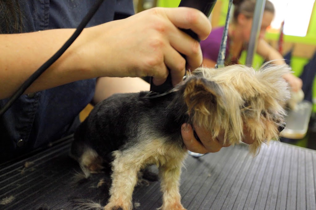 Beaute Canine | 2685 Chemin Ste Marie, Mascouche, QC J7K 1M8, Canada | Phone: (450) 474-4434