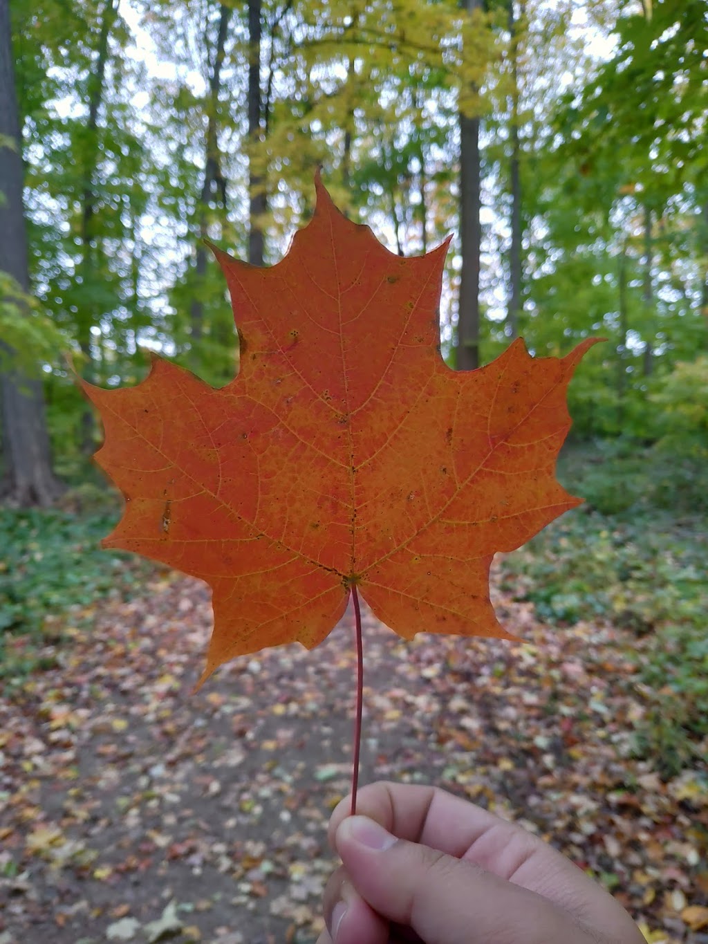 Sugarbush Park | Waterloo, ON N2L, Canada