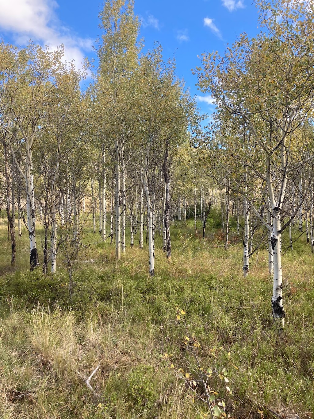 Godey Creek Hiking Trails Rec Site | Hamilton Hill Rd, Merritt, BC V1K 0B2, Canada | Phone: (604) 819-8825