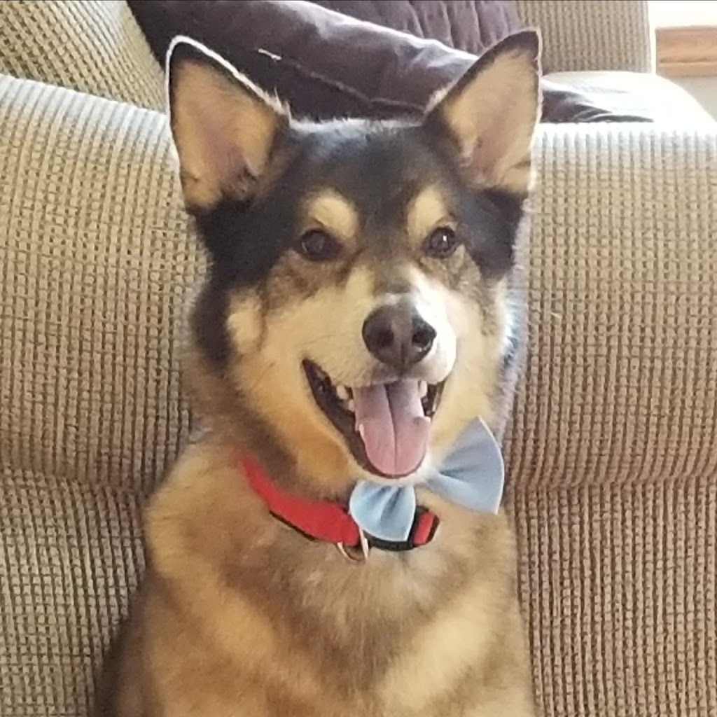 Woofs n Wags Dog Daycare | 491 St Annes Rd, Winnipeg, MB R2M 3C8, Canada | Phone: (204) 255-9247