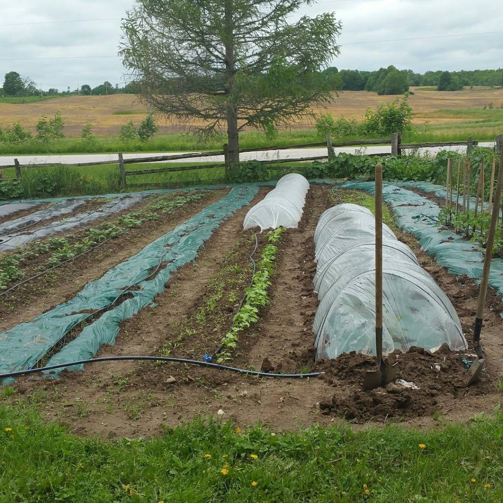 Farm Queen Foods | 316743, ON-6, Chatsworth, ON N0H 1G0, Canada | Phone: (519) 794-0471
