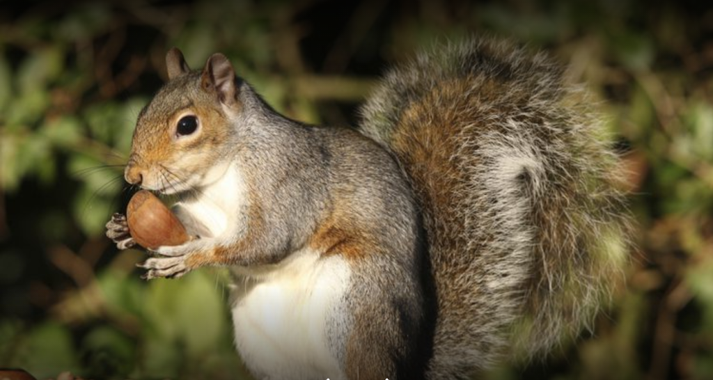 Top Line pest control- Maple ridge. | 21960 River Rd #24, Maple Ridge, BC V2X 2C3, Canada | Phone: (604) 551-6504