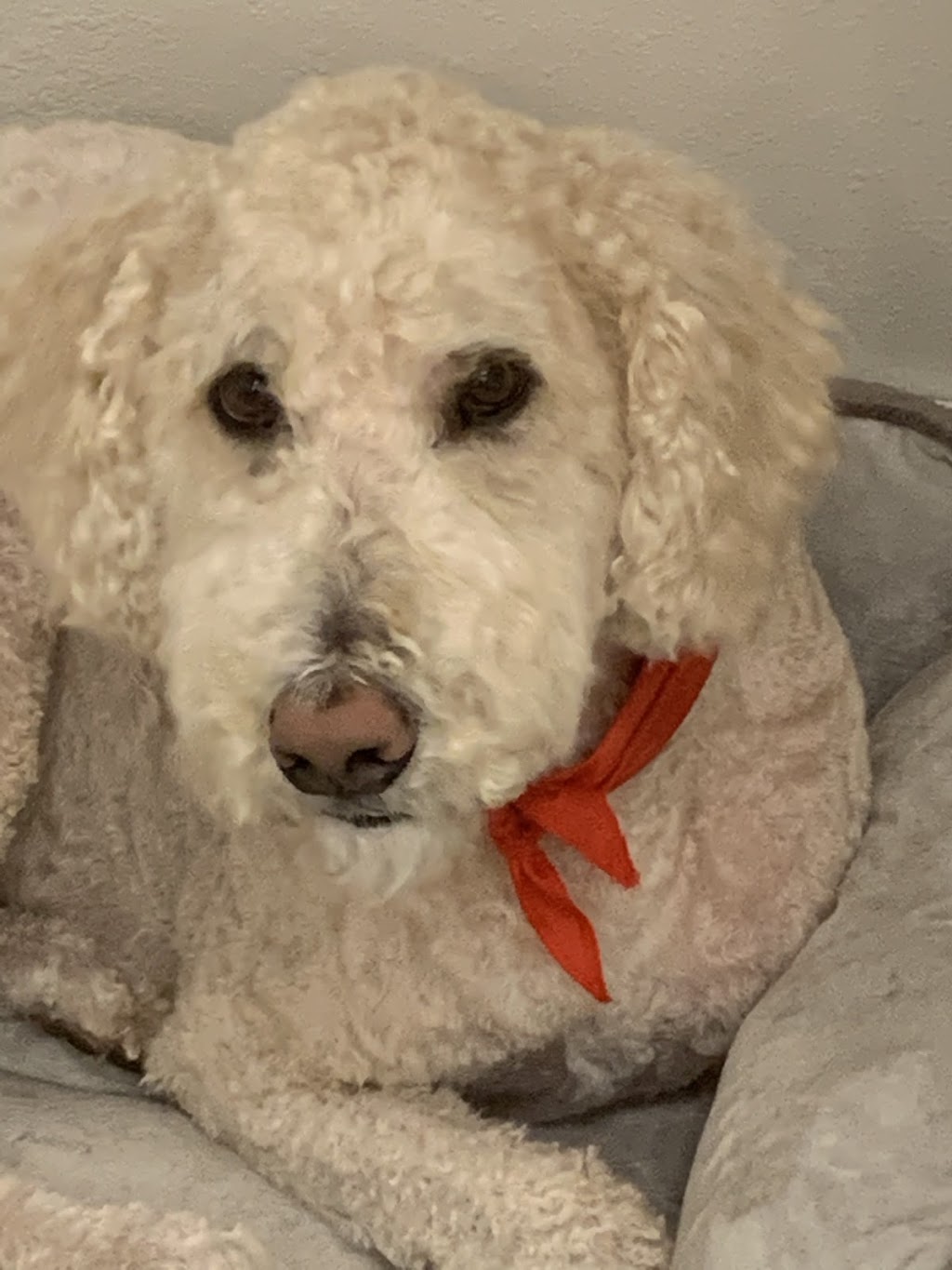 Beach Paws Dog Grooming | 5784 Bradbury Rd, Nanaimo, BC V9T 6R2, Canada | Phone: (250) 327-4882