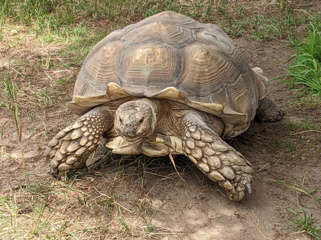 Oaklawn Farm Zoo | 1007 Ward Rd, Aylesford, NS B0P 1C0, Canada | Phone: (902) 847-9790