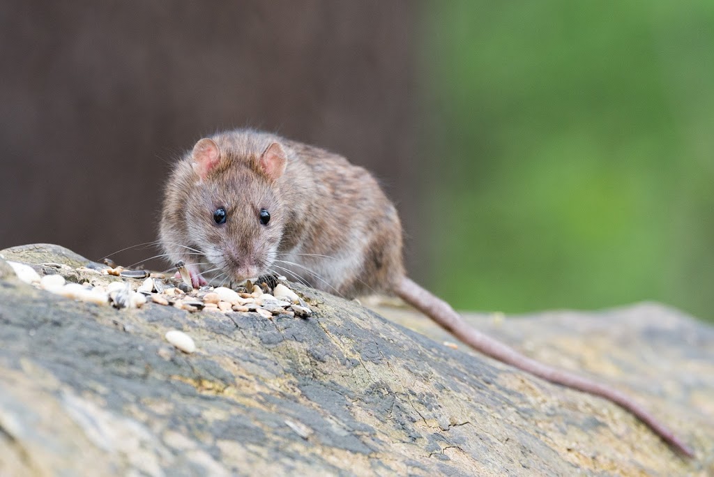 Progressive Pest Control | 31 Wiltshire Dr, Brantford, ON N3R 5B1, Canada | Phone: (226) 201-3749