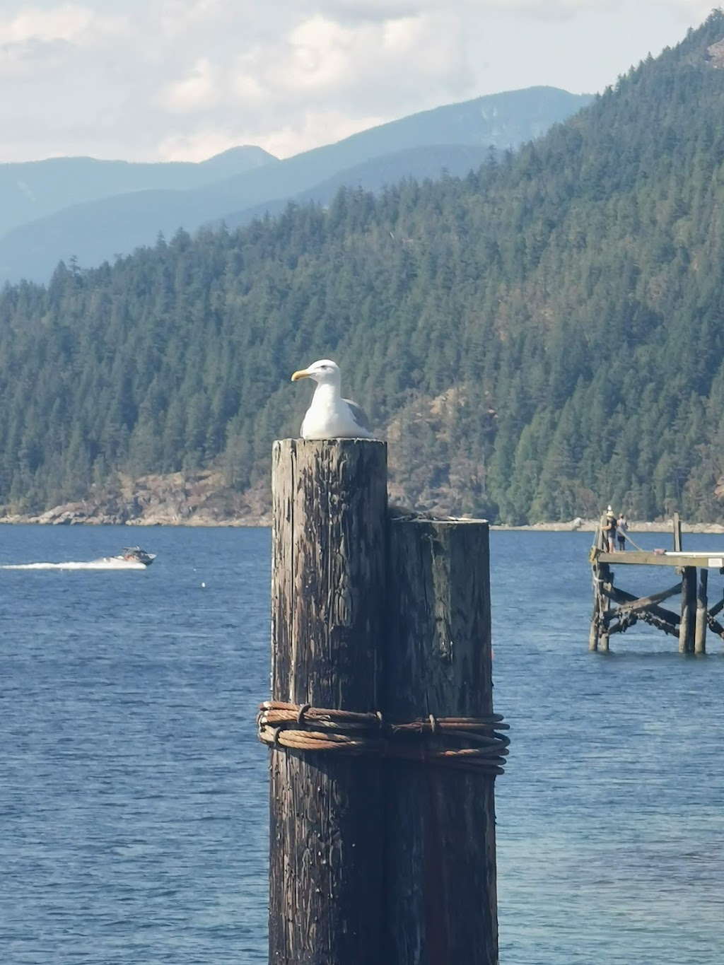 Tillicum Bay Marina Inc | 5794 Naylor Rd, Sechelt, BC V7Z 0C7, Canada | Phone: (604) 885-2100