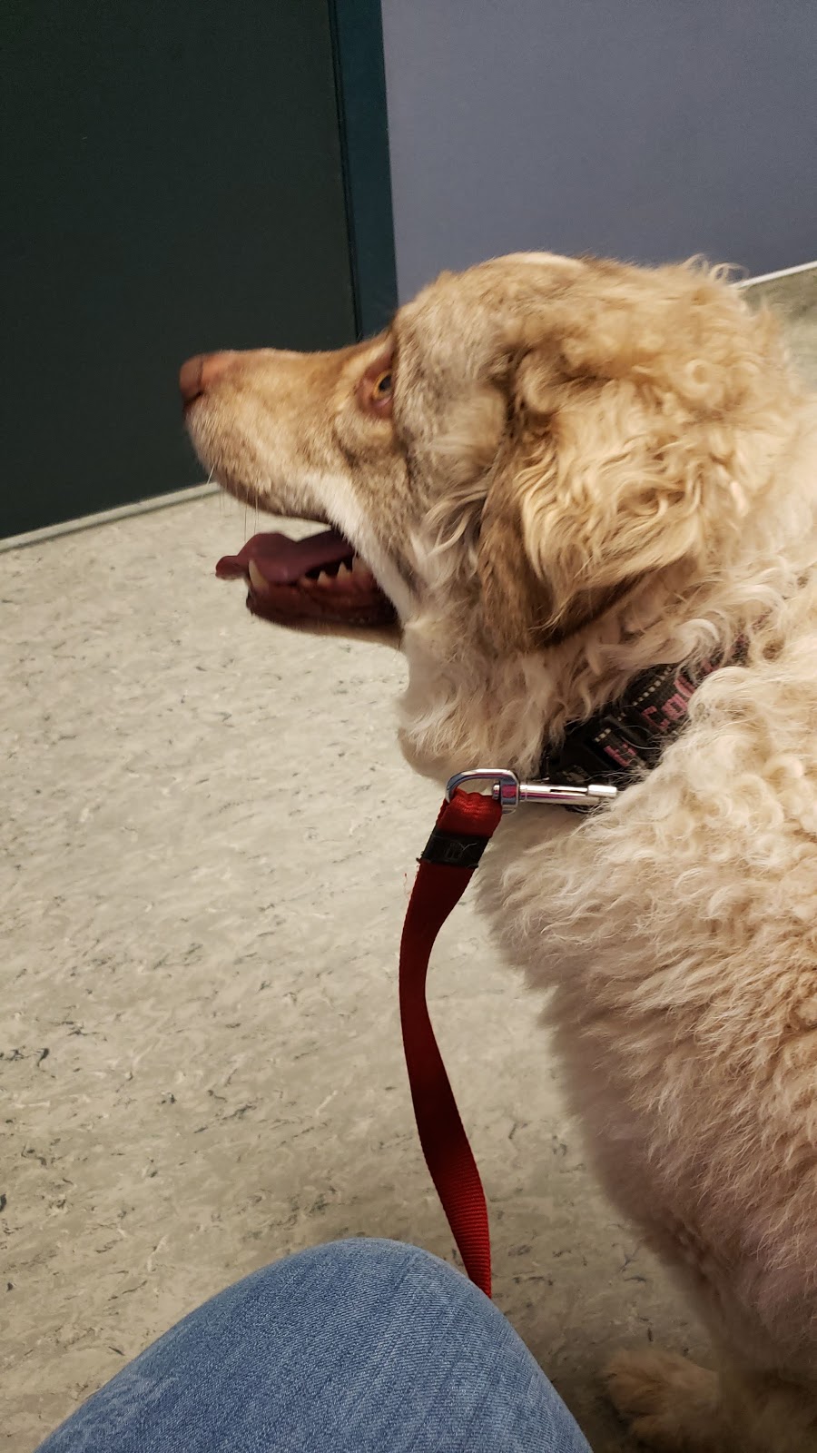 VCA Canada Harvest Hills Animal Hospital | 500 Country Hills Blvd NE #711, Calgary, AB T3K 4Y7, Canada | Phone: (403) 226-5522
