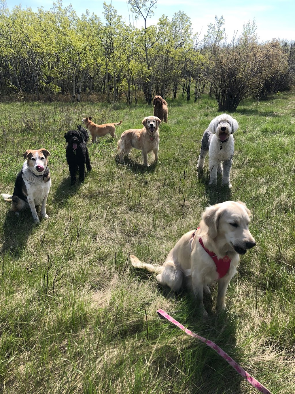 Wags n Walks | 100 Wentworth Cir SW, Calgary, AB T3H 4V8, Canada | Phone: (403) 863-0958