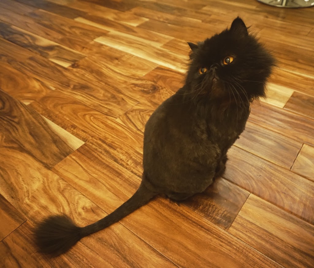 Cat Cuts | 10 Mural Crescent, St. Albert, AB T8N 1J9, Canada | Phone: (780) 459-7042
