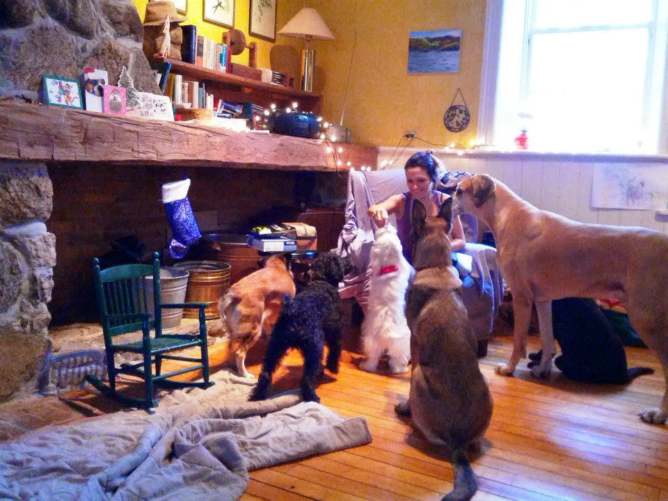 Toronto Dog Boarding | 39 Commissioners St, Toronto, ON M5A 1A6, Canada | Phone: (647) 225-2559