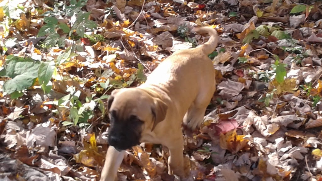 Équi-Canin | 11840 Chem. de la Rivière du N, Mirabel, QC J7N 1H8, Canada | Phone: (450) 275-1772