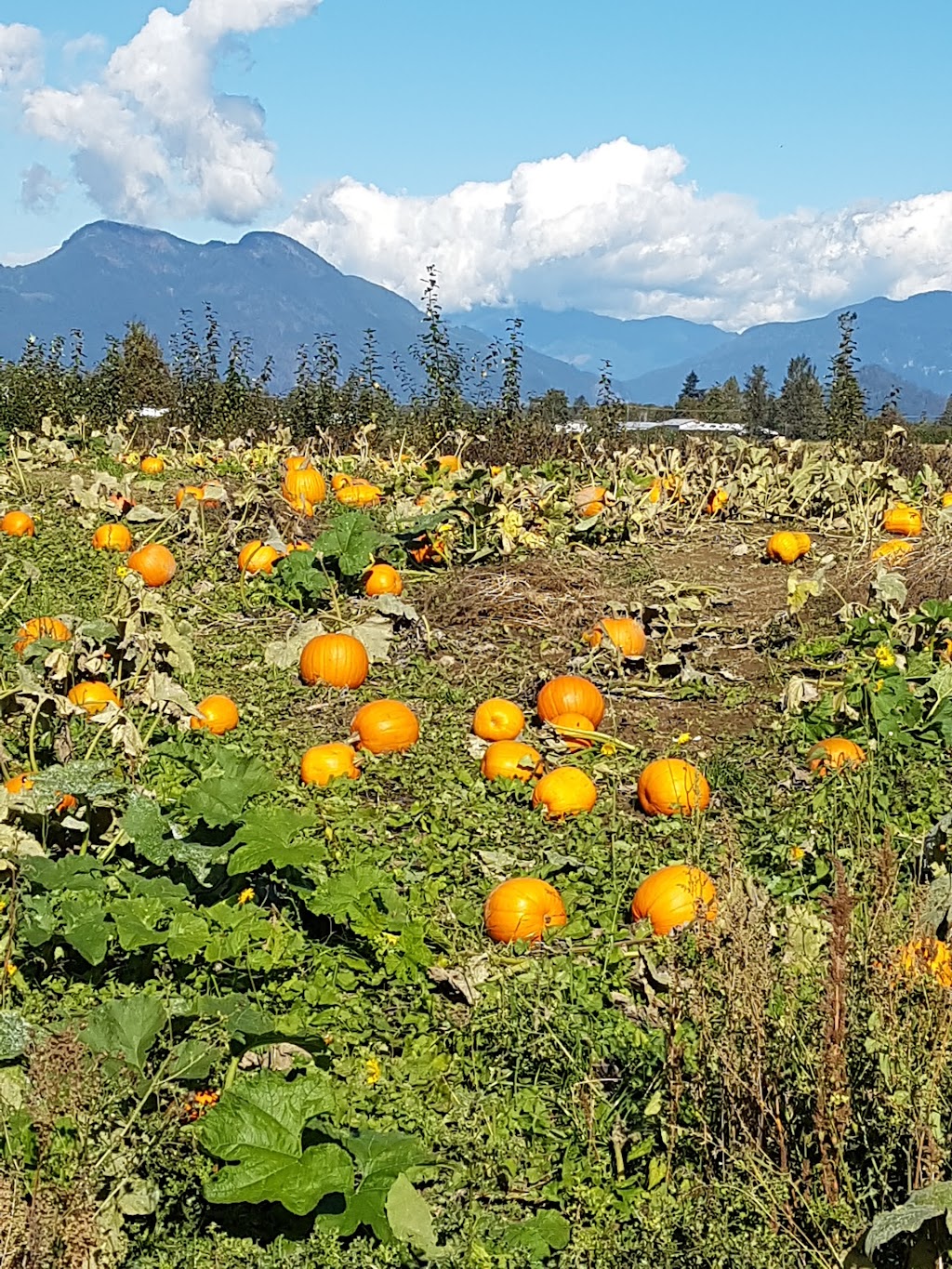 Peteys Pumpkin Patch | 9423 Gibson Rd, Chilliwack, BC V2P 6H4, Canada | Phone: (604) 792-8572