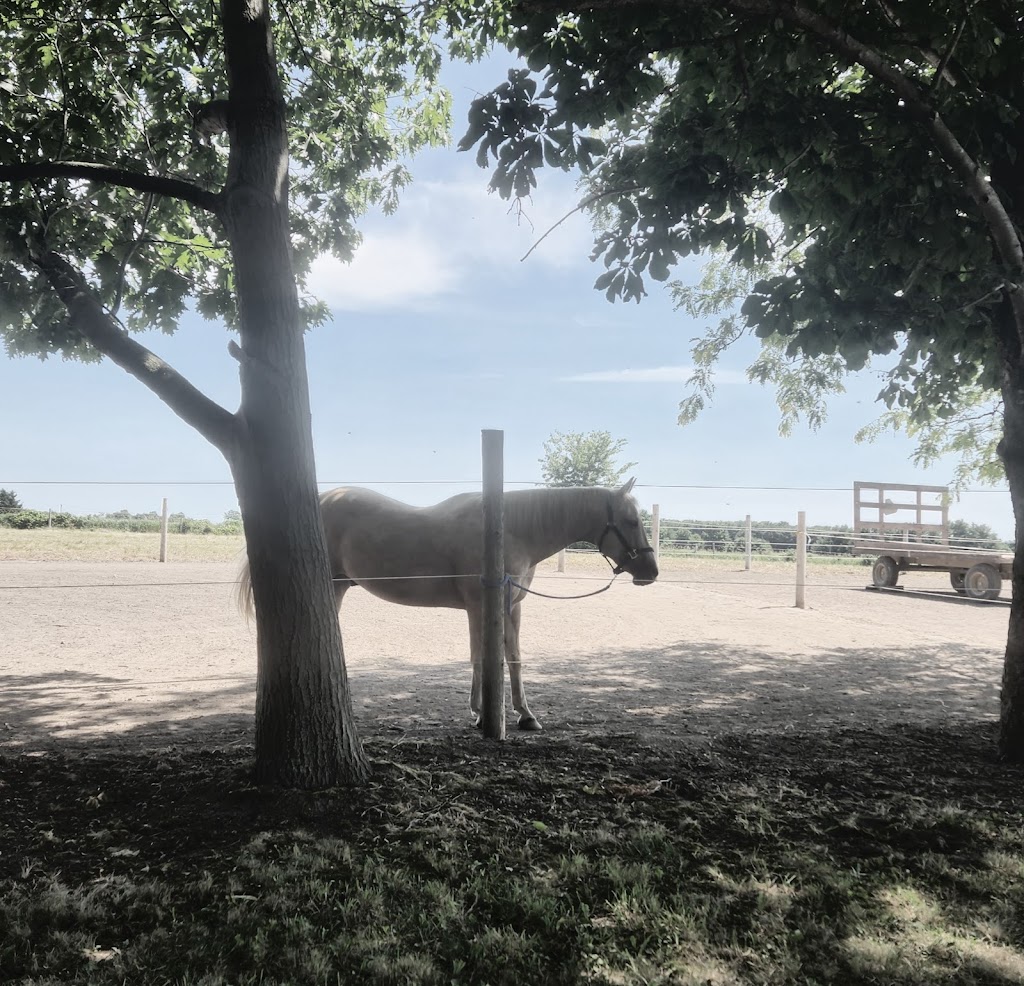 Sher-Lynn Meadows | 214967 21st Line, Thamesford, ON N0M 2M0, Canada | Phone: (226) 927-9975