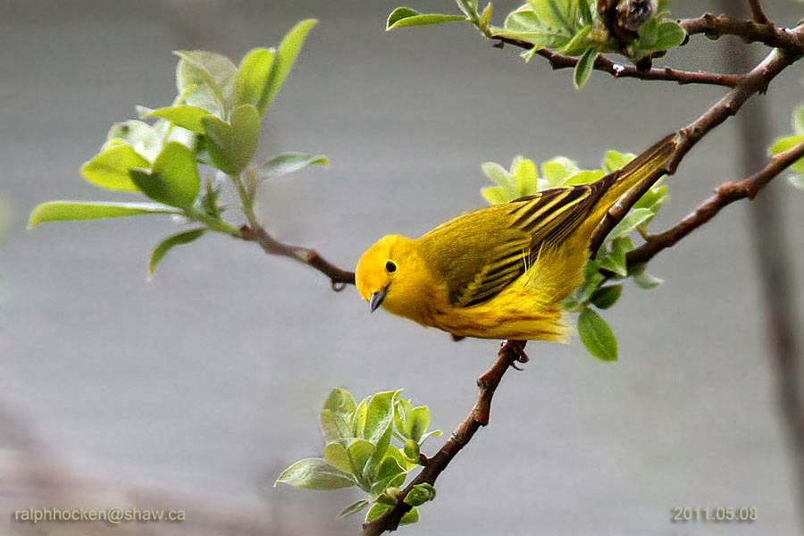 Backyard Wild Bird & Nature Store The | 6314 Metral Dr, Nanaimo, BC V9T 2L8, Canada | Phone: (250) 390-3669