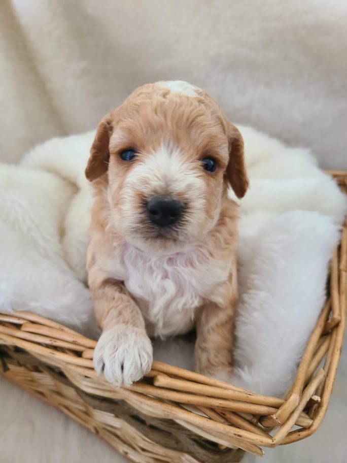 Agape Kennel | 1371 Listowel Rd, Elmira, ON N3B 2Z3, Canada | Phone: (519) 503-5464