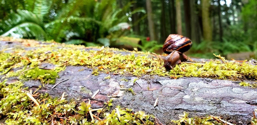 Stimpson Family Nature Reserve | 2076 Lake Louise Rd, Bellingham, WA 98229, USA | Phone: (360) 778-5850
