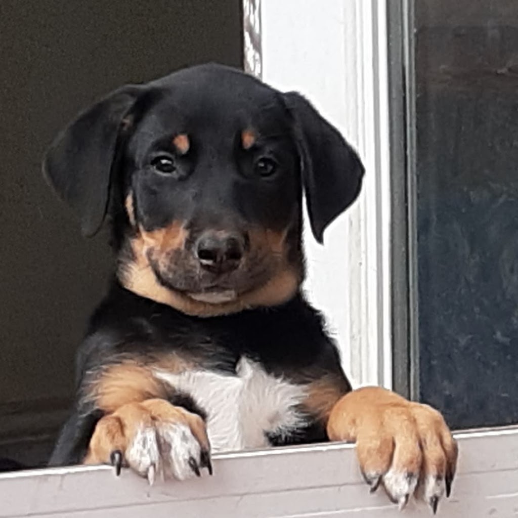 Dogs-Distinction Canine Training Inc. | Sunshine Coast Highway and, Joe Rd, Roberts Creek, BC V0N 2W5, Canada | Phone: (604) 989-3647