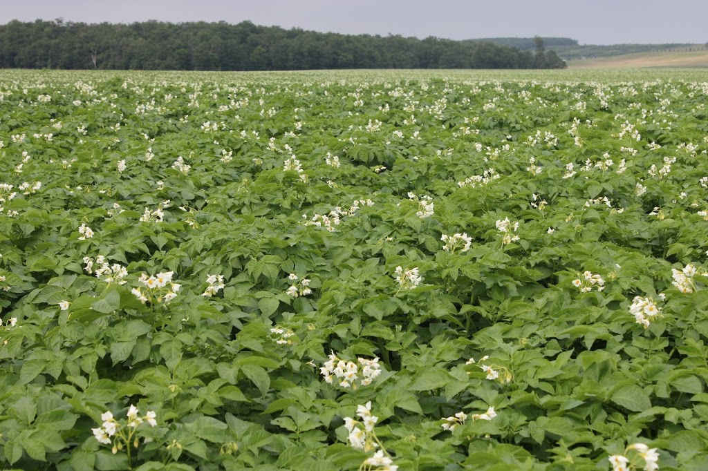 Rutledge Potato Farms | 558280 Mulmur Melancthon Townline, Melancthon, ON L9V 1W9, Canada | Phone: (519) 925-6596