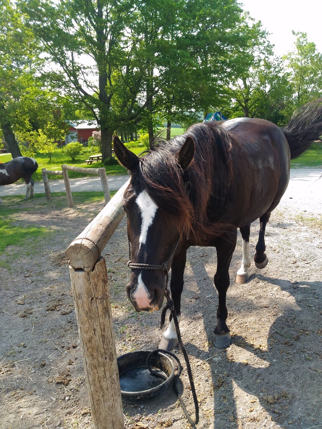 Maple Crescent Farm | 9741 County Rd 10, Campbellcroft, ON L0A 1B0, Canada | Phone: (905) 797-2598