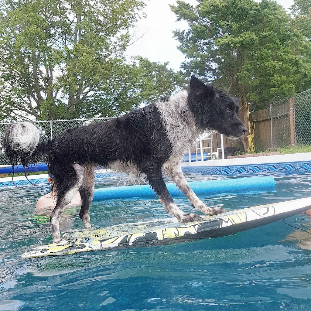 Complete K9 Care | 631 Second Line Rd, Bailieboro, ON K0L 1B0, Canada | Phone: (705) 760-4279
