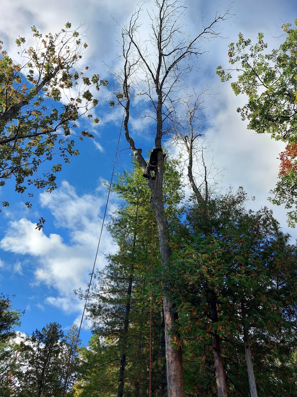 Northside Tree Experts | 64 Scott St, Orillia, ON L3V 4R4, Canada | Phone: (705) 896-5204