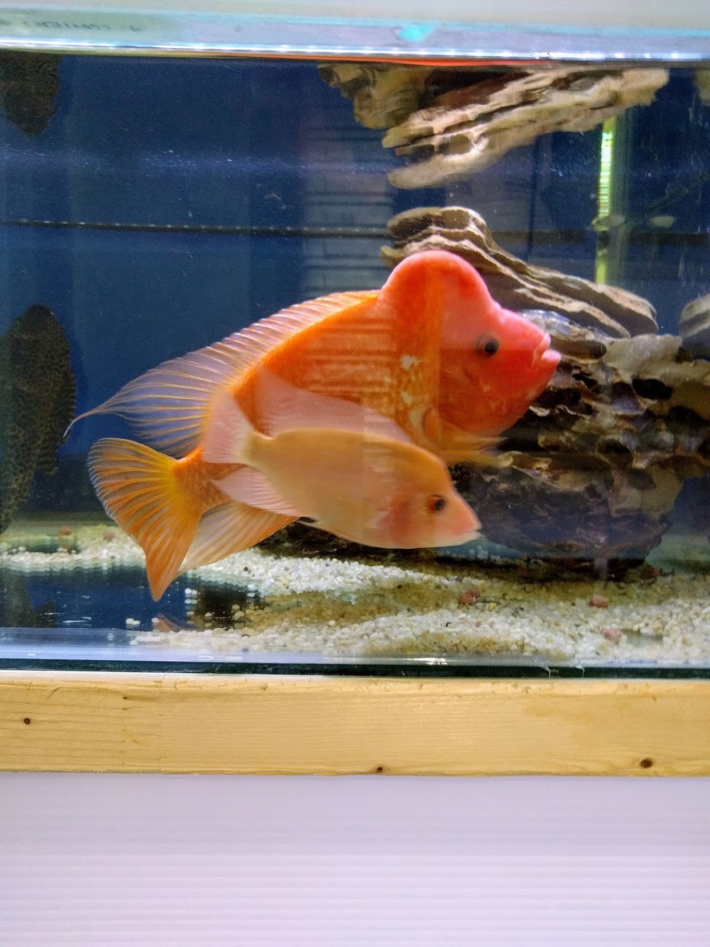 Aqua Tropics | 473D Rogers Rd, Toronto, ON M6M 0B3, Canada | Phone: (416) 604-3530