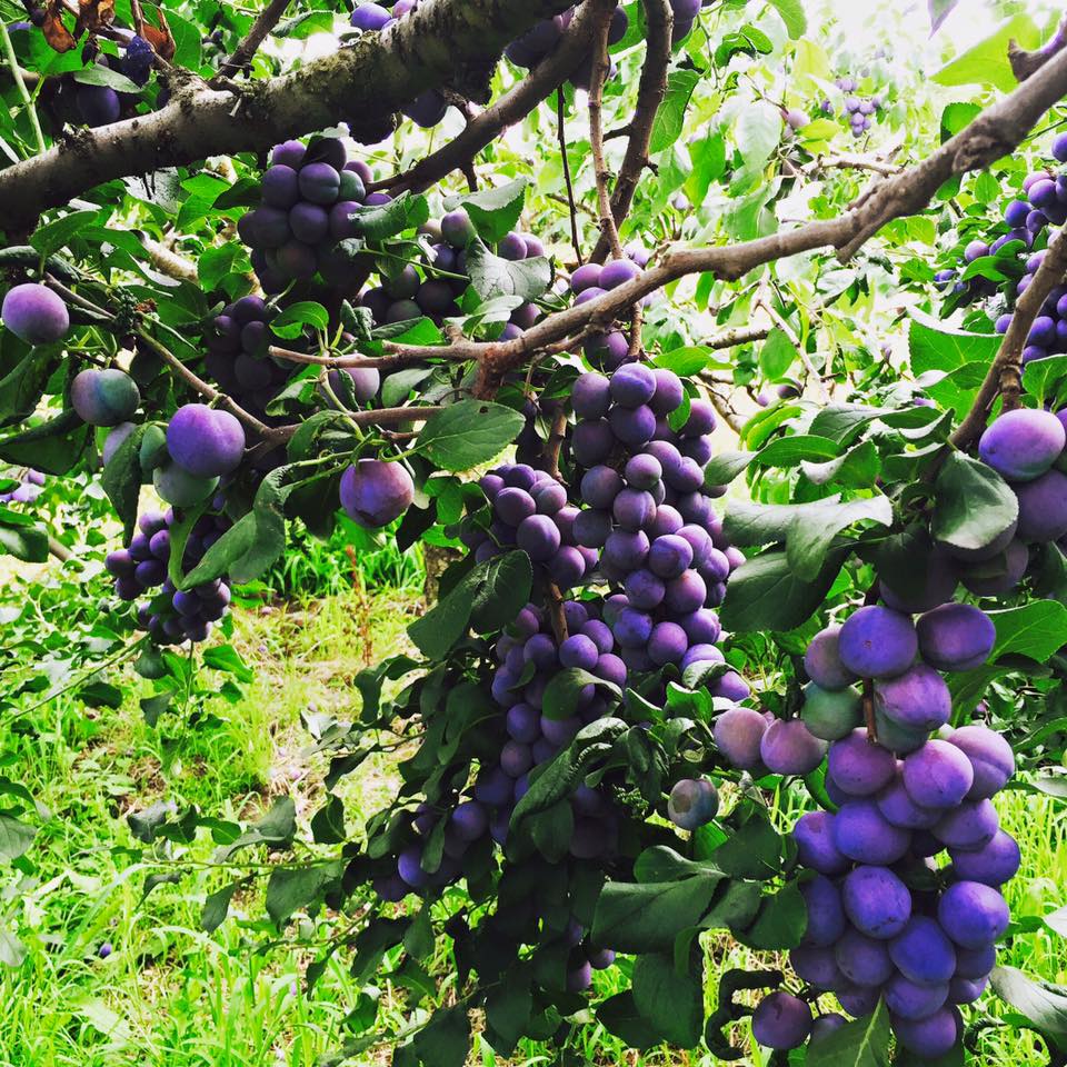Rose Family Orchard | 11911 Okanagan Centre Rd E, Lake Country, BC V4V 1G3, Canada | Phone: (250) 801-1273