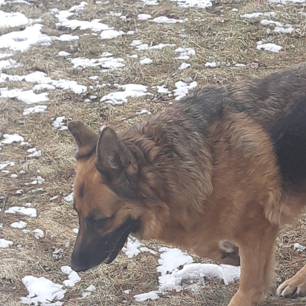 Binbrook Camp Kennel | 458 Hall Rd, Binbrook, ON L0R 1C0, Canada | Phone: (905) 692-3847