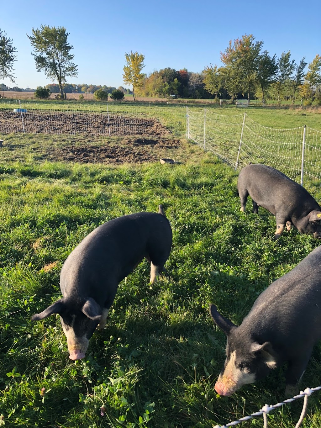 ForeverGreen Acres | 4363 Perth County Rd 119, Stratford, ON N5A 6S2, Canada | Phone: (226) 921-7868