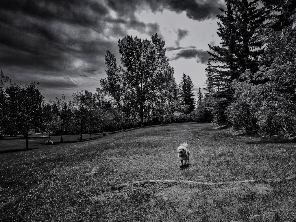 Off leash area | 4015 37 St SW, Calgary, AB T3E 3C4, Canada