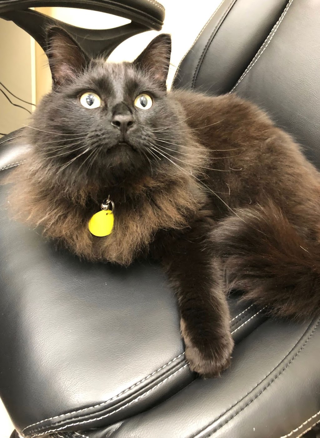 Kanata Lakes Animal Clinic | Unit: Y5A, 145, Roland Michener Dr, Kanata, ON K2T 1G7, Canada | Phone: (613) 271-2323