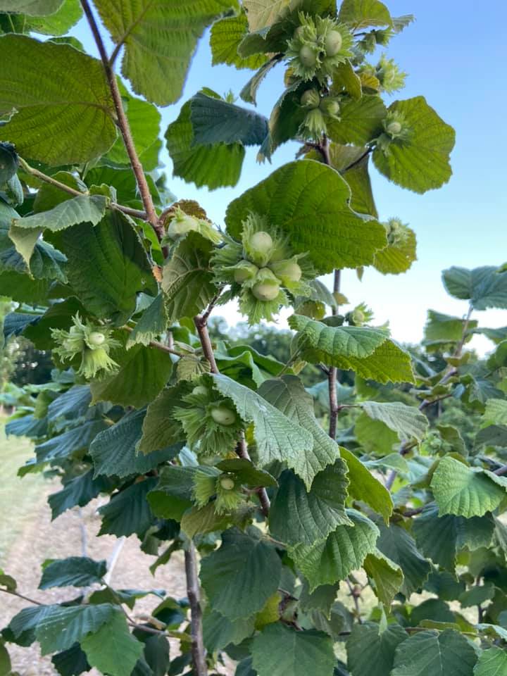 Haldimand Hazelnuts | 2860 County Road 20, Cayuga, ON N0A 1E0, Canada | Phone: (905) 517-8898