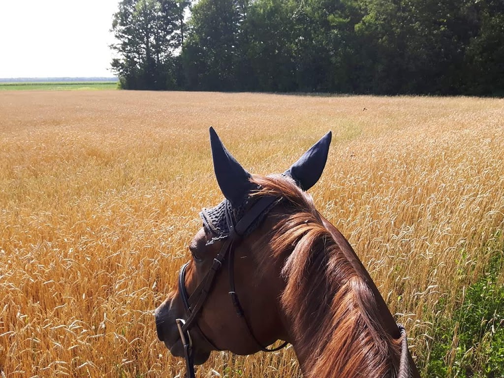 Les Écuries HavenBrook Stables | 125 Rang Amyot O, Saint-Denis-sur-Richelieu, QC J0H 1K0, Canada | Phone: (514) 850-9711