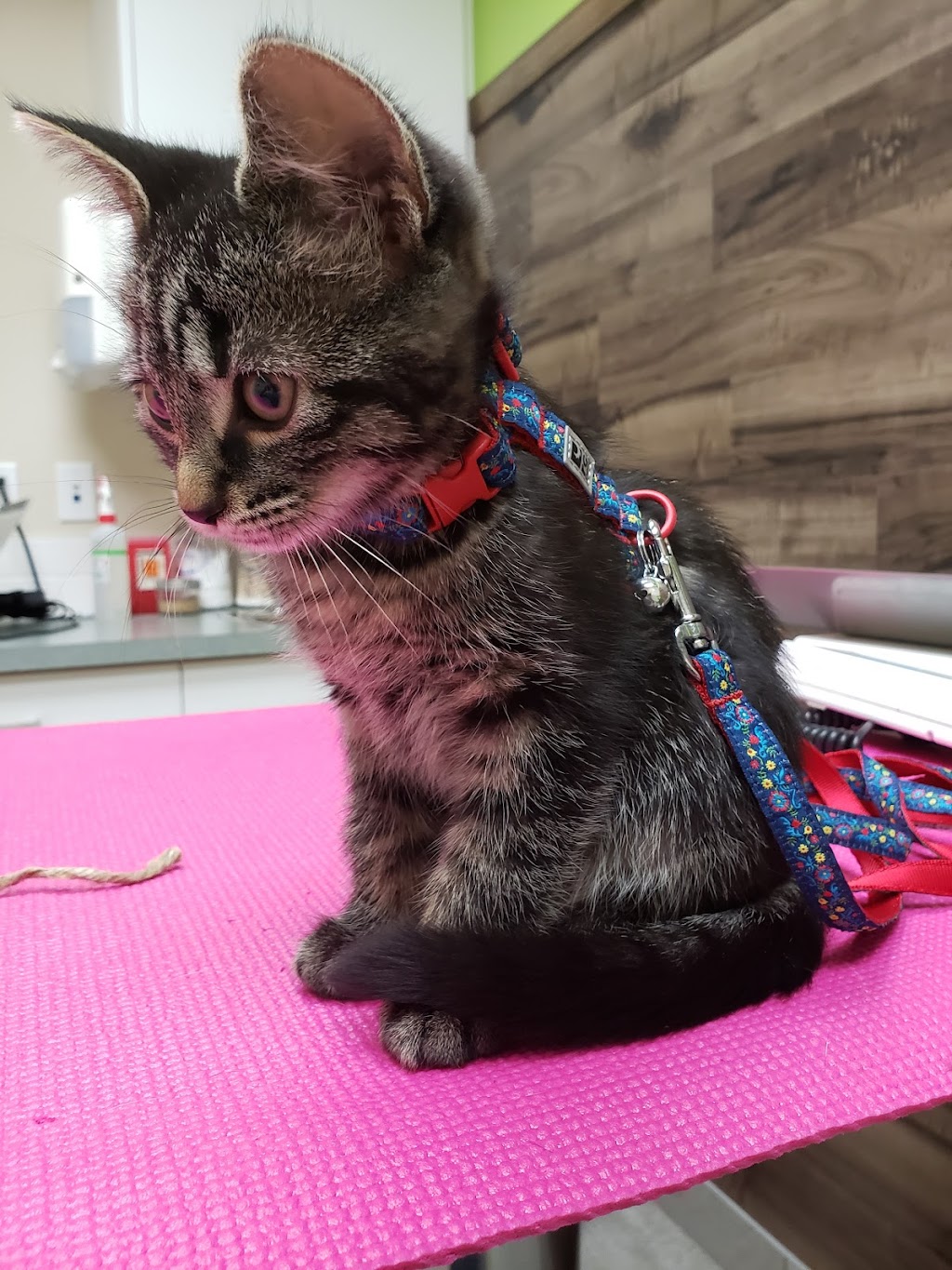 Green Acres Animal Hospital | 4631 24 Ave S, Lethbridge, AB T1K 7C1, Canada | Phone: (403) 327-8660