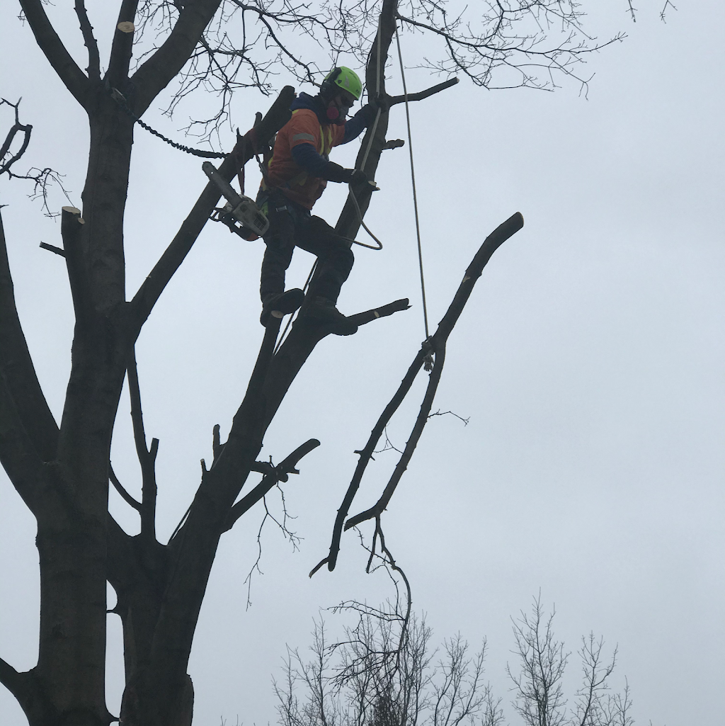 Macarthurs Tree And Home Services Inc. | 114 Arborglen Dr, Georgetown, ON L7G 6L4, Canada | Phone: (416) 414-2739