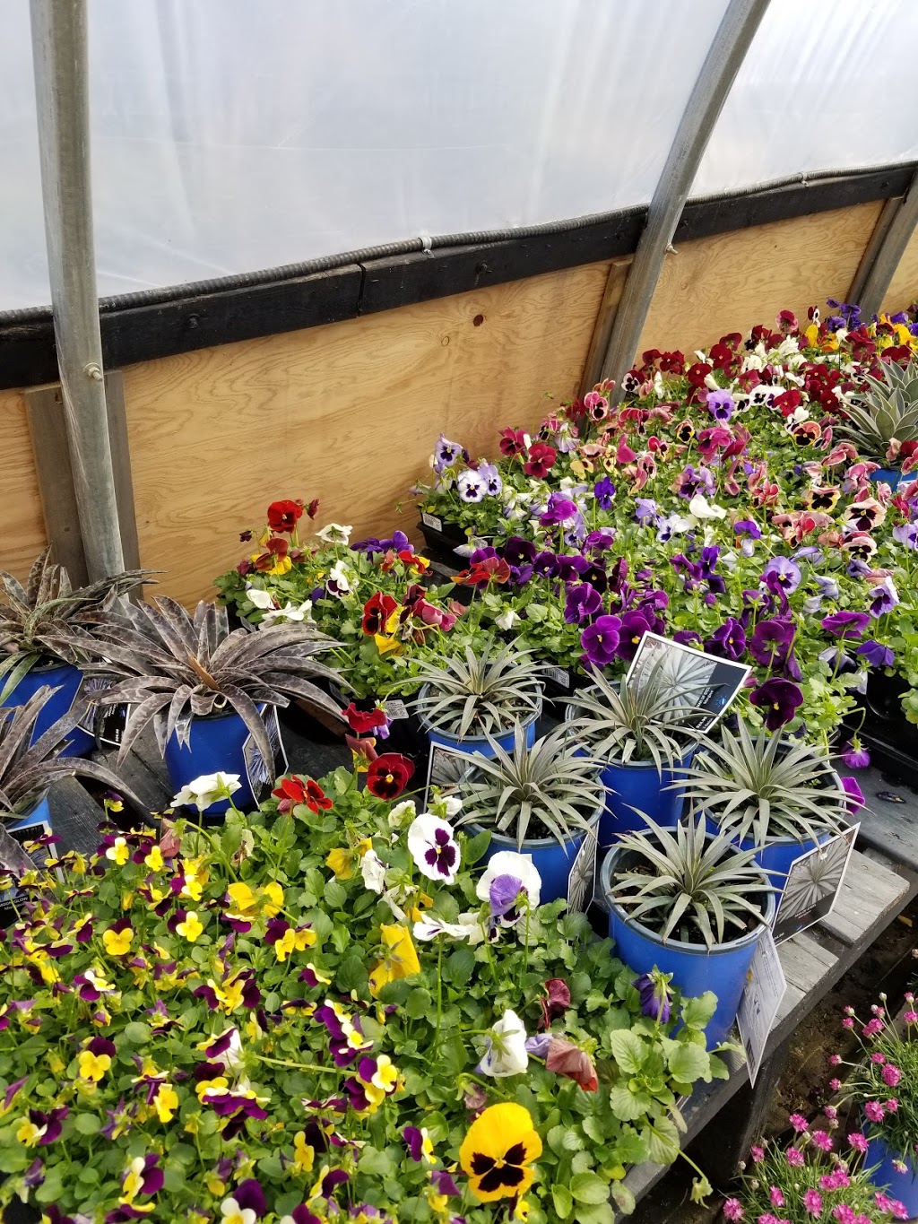 Bloom Greenhouse & Garden Centre | 1421 Hammonds Plains Rd, Hammonds Plains, NS B4B 1P6, Canada | Phone: (902) 832-9268