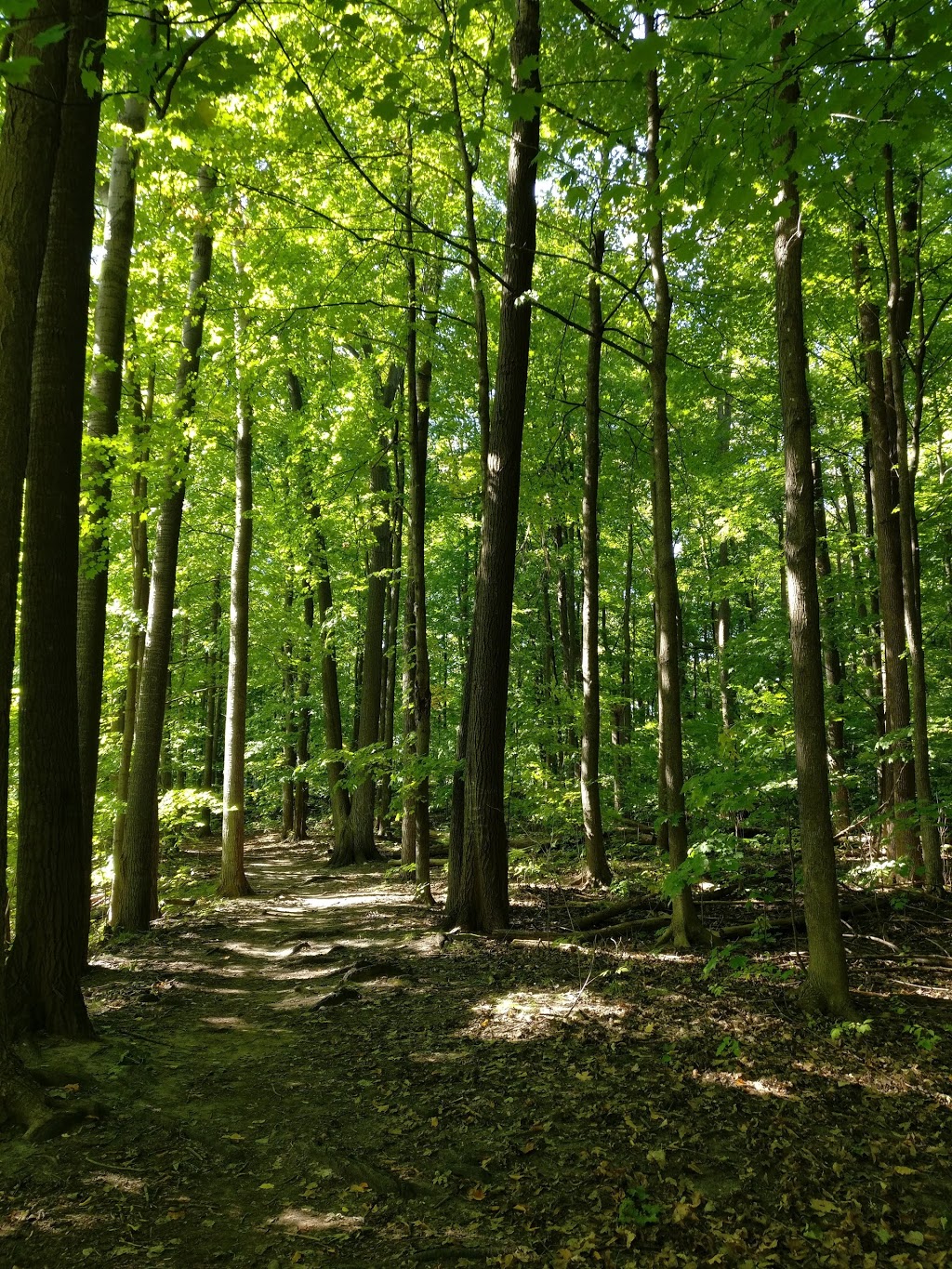 Elmhurst Park | Ottawa, ON K2B 5R7, Canada