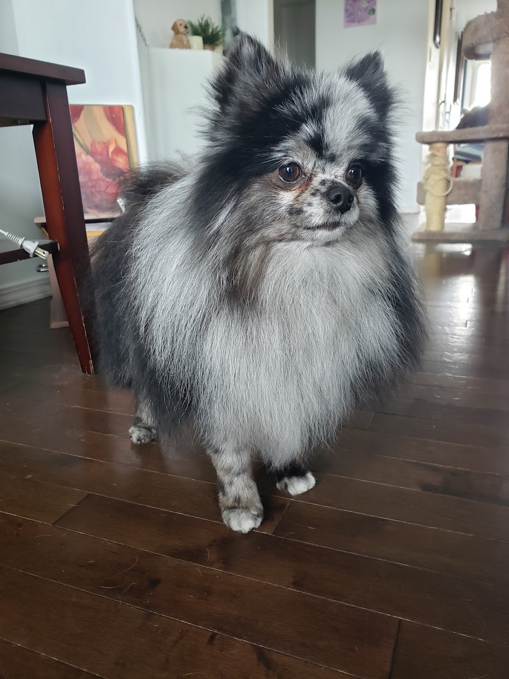 The Fur Fixer | 8 Heron Ct, Penhold, AB T0M 1R0, Canada | Phone: (403) 507-7372