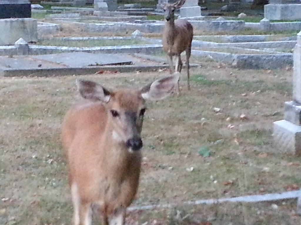 Ross Bay Cemetery | 1495 Fairfield Rd, Victoria, BC V8S, Canada | Phone: (250) 361-0600