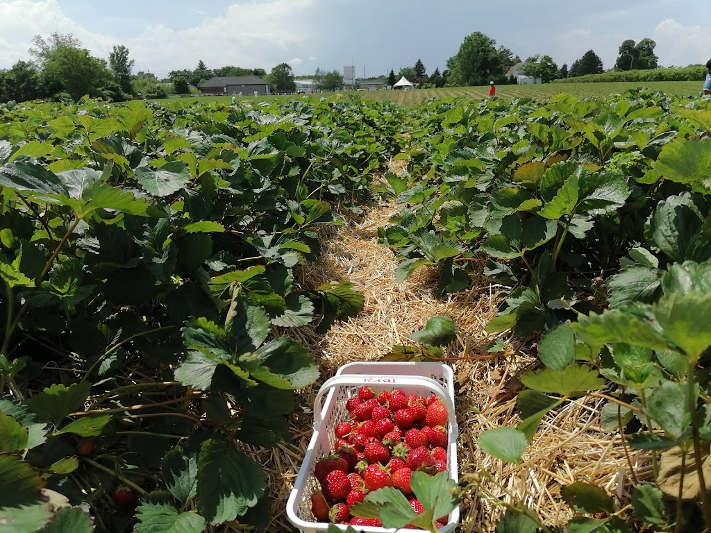Tigchelaar Berry Farms Pick-your-own Strawberries | 4159 Jordan Rd, Jordan Station, ON L0R 1S0, Canada | Phone: (905) 658-2265