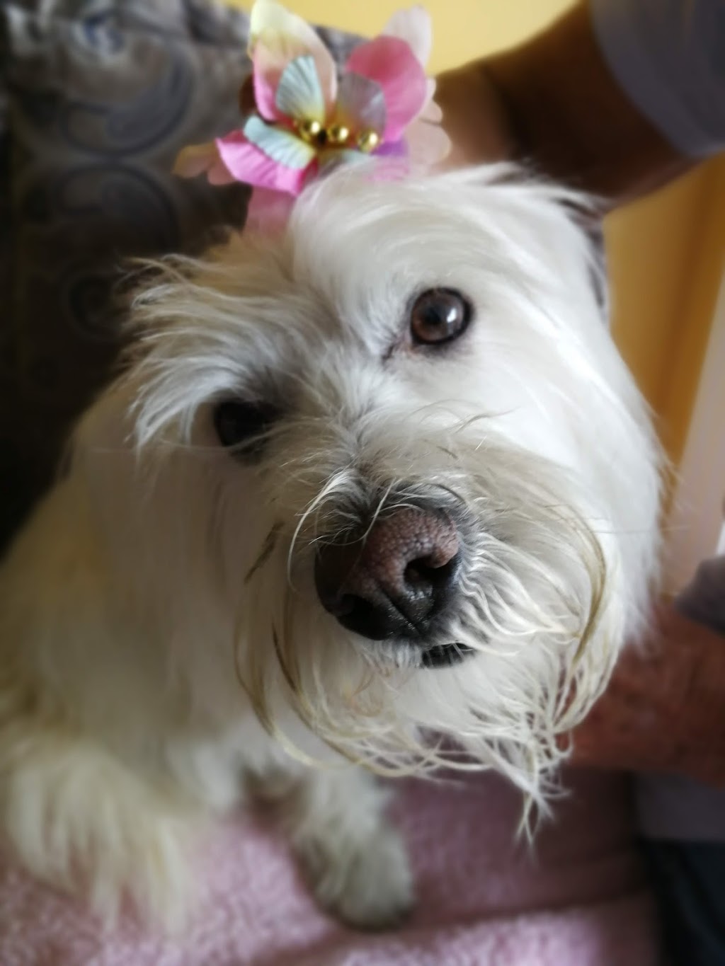 Pet Planet Brentwood Village | 3630 Brentwood Rd NW, Calgary, AB T2L 1K8, Canada | Phone: (403) 225-3990