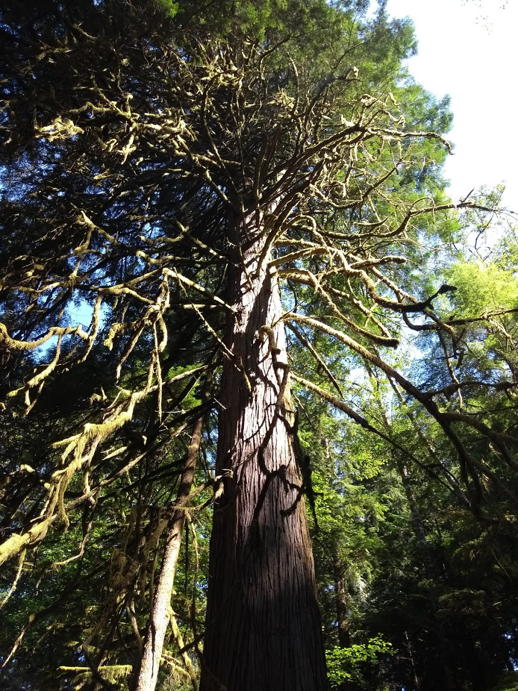 Buntzen Lake Loop Trail | Buntzen Lake Trail, Anmore, BC V3H, Canada