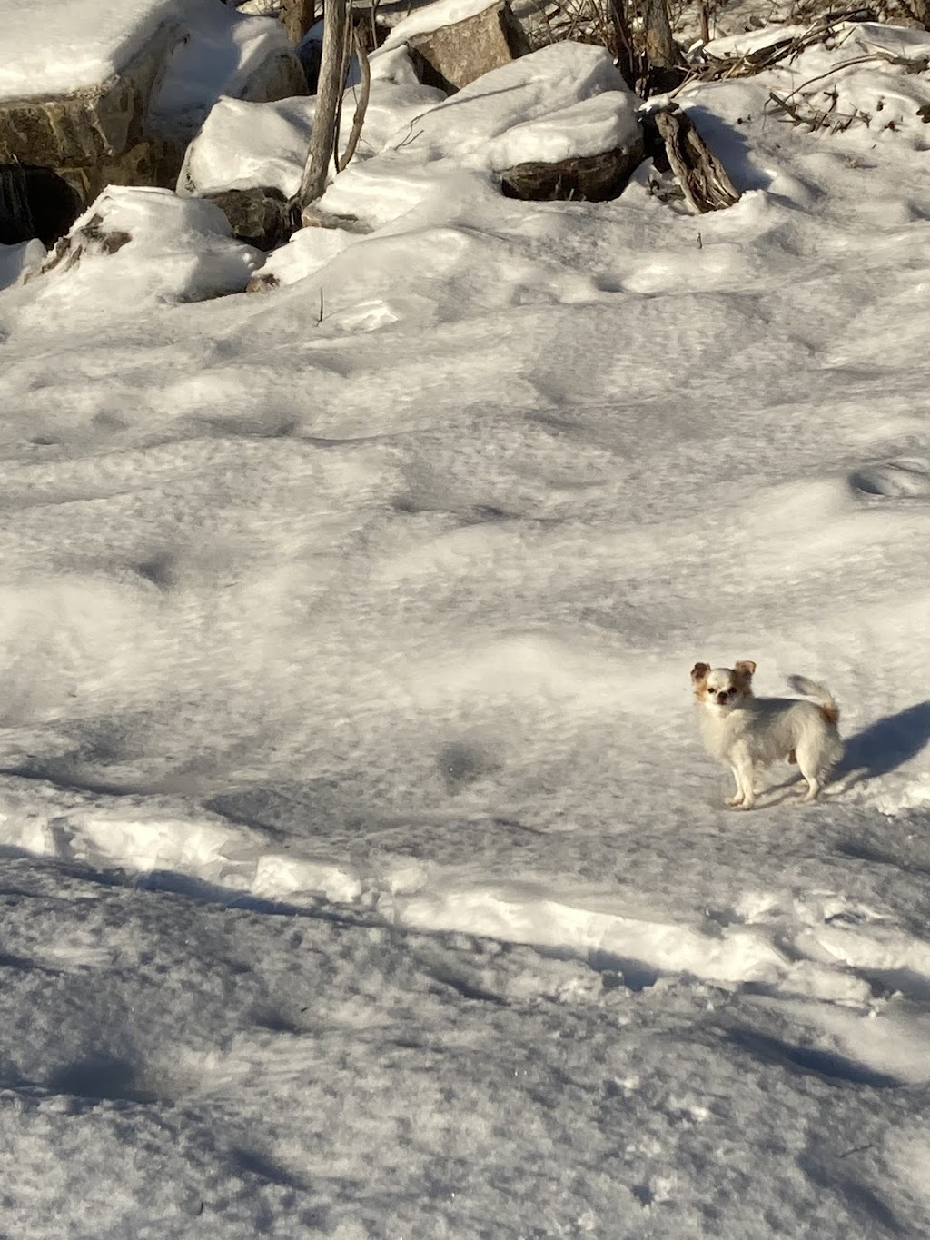 Le Chien Le Chat | 279 Bd Jacques Cartier #3, Shannon, QC G3S 1P2, Canada | Phone: (581) 989-9983