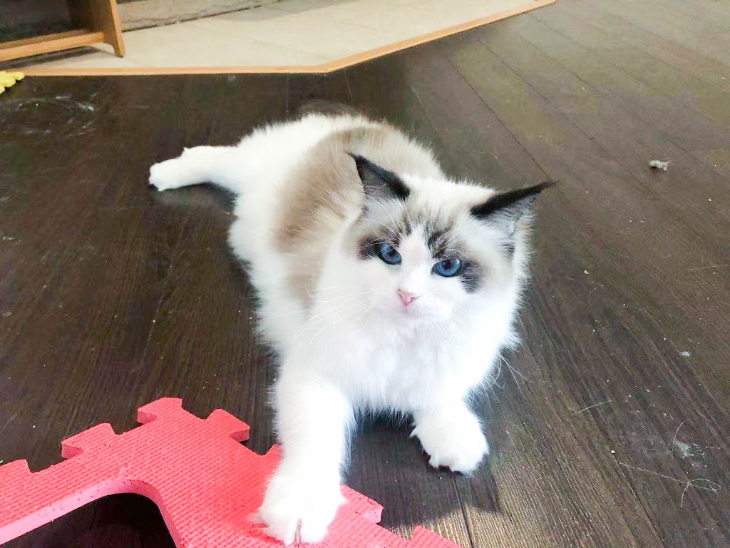 Pet Valu | 600 Laurelwood Dr, Waterloo, ON N2V 0A2, Canada | Phone: (519) 885-3344