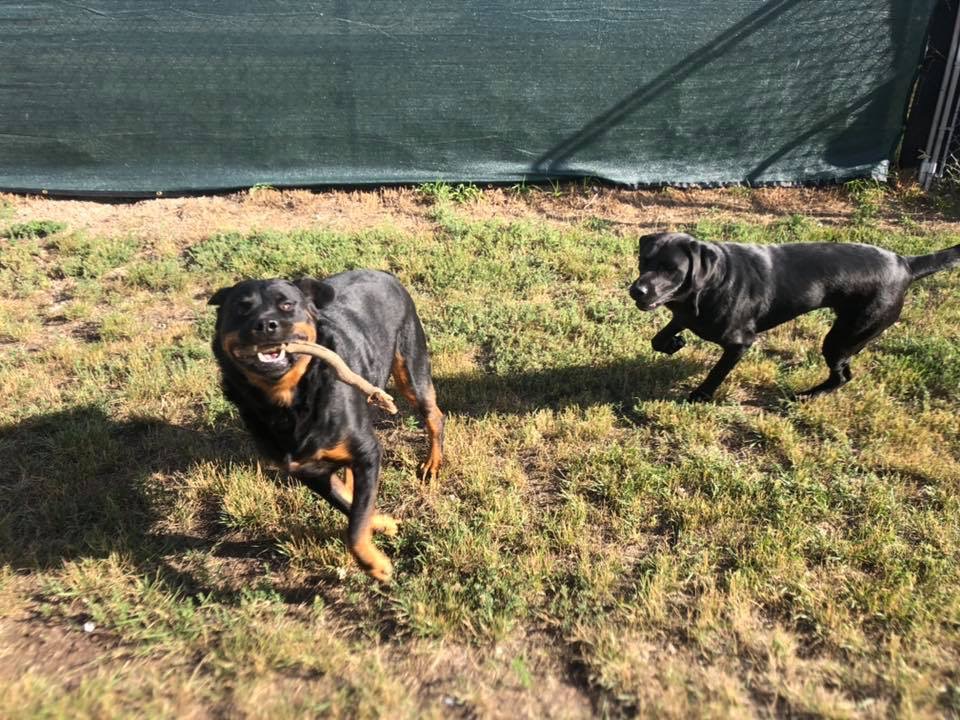 Kellys Kountry Kennels | Township Rd 104 & Range Rd 23-4, Nobleford, AB T0L 1S0, Canada | Phone: (403) 824-3905