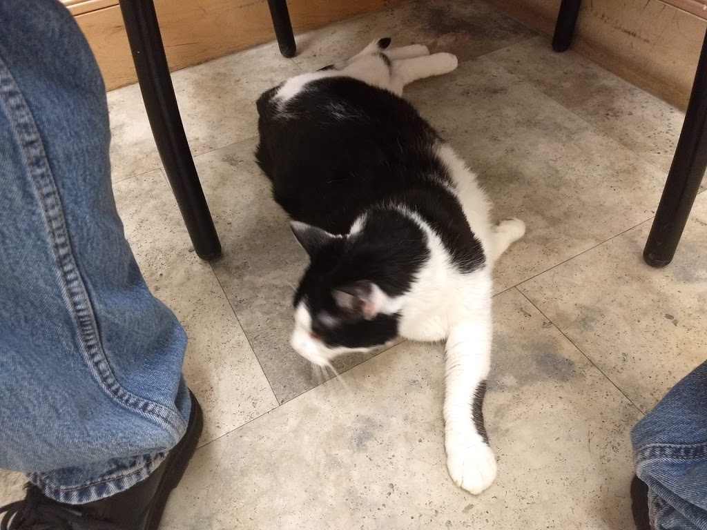 St Lawrence Veterinary Services | 40 Rigney St, Kingston, ON K7K 6Z2, Canada | Phone: (613) 546-1747
