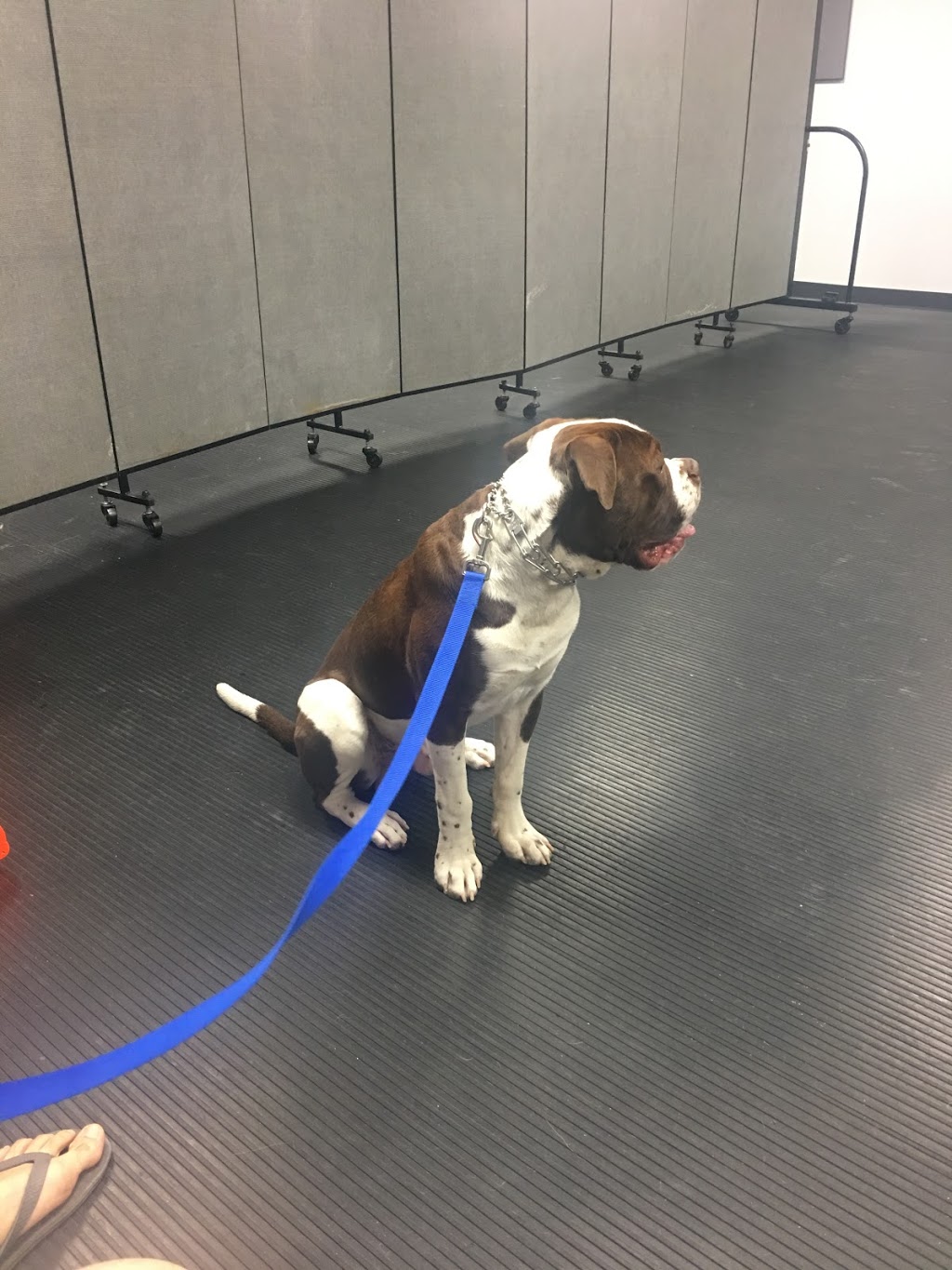 Gemini K9 Obedience | 643 McCowan Rd, Scarborough, ON M1J 1K2, Canada | Phone: (416) 297-1077