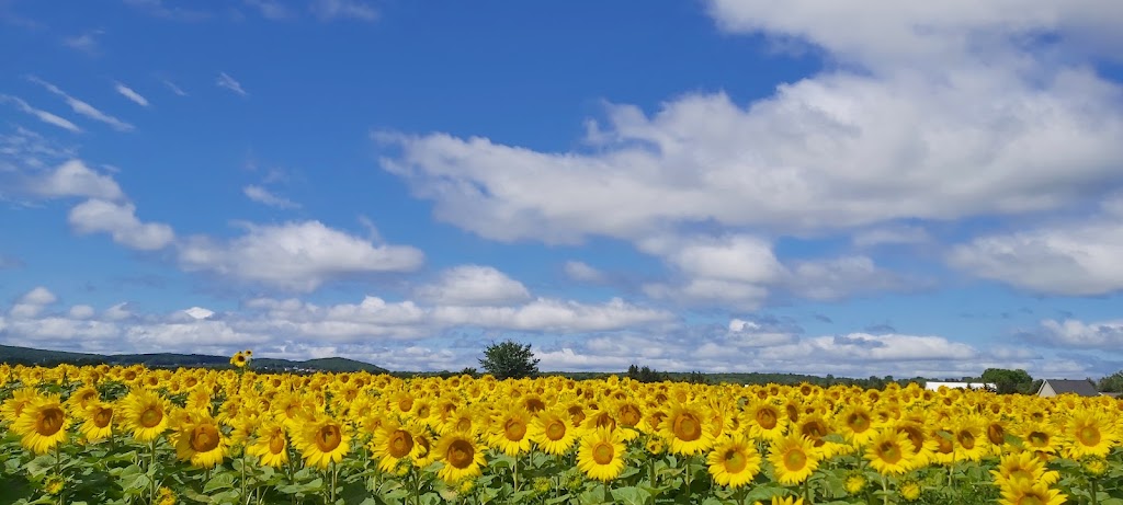 Les Serres Oli-Ève Charbonneau | 720 Chem. de la Rivière S, Saint-Eustache, QC J7R 0E2, Canada | Phone: (450) 806-4970