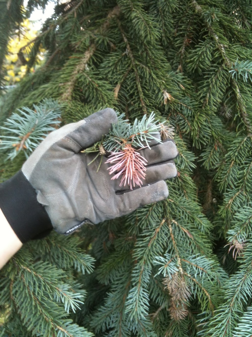 Estate Tree and Lawn Care TLC Inc | 13580 Concession 11, Schomberg, ON L0G 1T0, Canada | Phone: (905) 859-5843